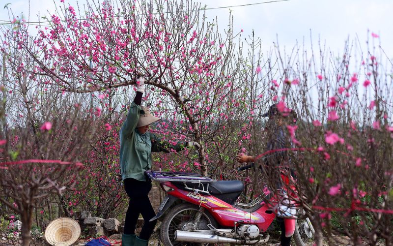 Tìm Hiểu Về Đặc Điểm Cây Đào